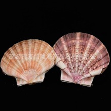 天然海螺 标本螺  皇后扇贝 收藏摆件工艺品水族造景