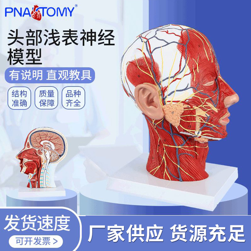 头部浅表神经血管模型教学仿真头部付脑血管神经标本面部肌肉结构