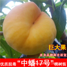 嫁接果树苗早熟黄桃树苗晚熟黄金桃中秋黄金脆蜜桃苗南方北方种植