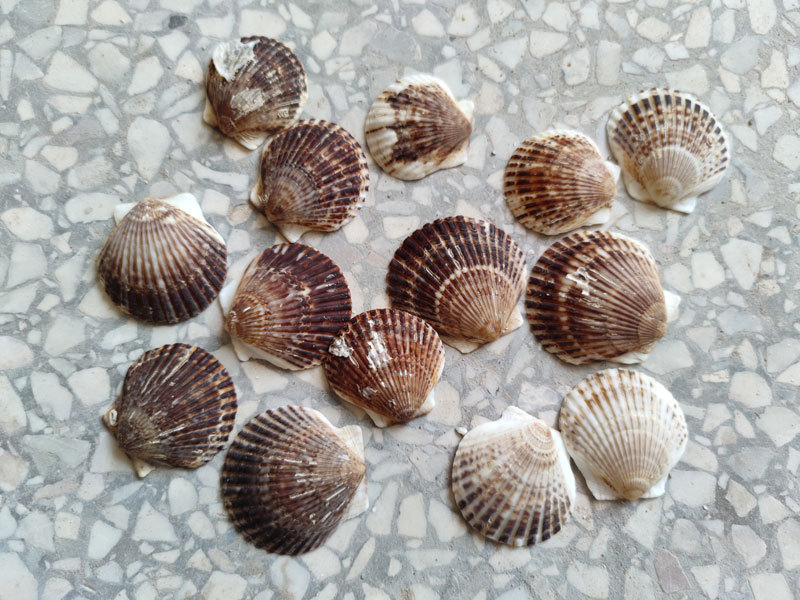 海湾扇贝灰色主图2