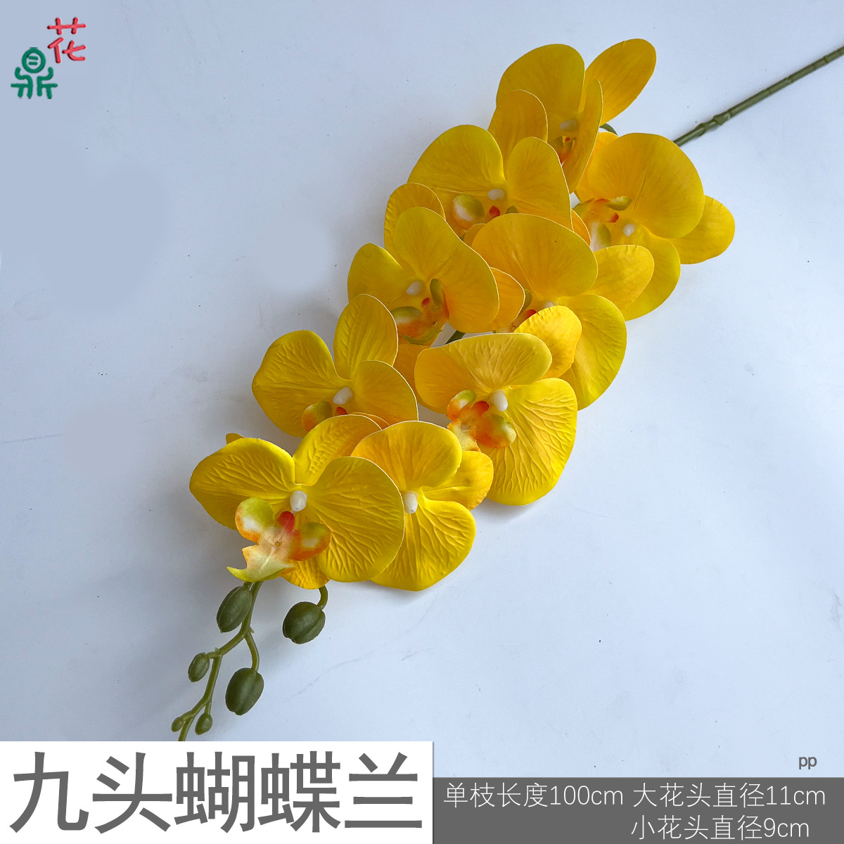 Phalaenopsis PP chín đầu màu vàng