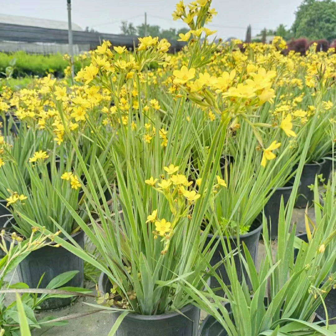 2312 Цветочная база оптовая поставка калифорнийская желтая цветочная аира 20-40 см