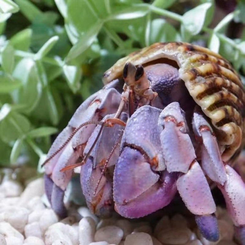 Детские ленивые питомцы Land hermit crabs — наземные ручные крабы, живые пресноводные ягоды, короткий хвост, серо-белые тёмно-фиолетовые декоративные крабы