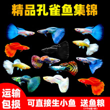 孔雀鱼精品活鱼斑马观赏鱼小型淡水好养耐活热带鱼凤尾鱼小鱼鱼苗