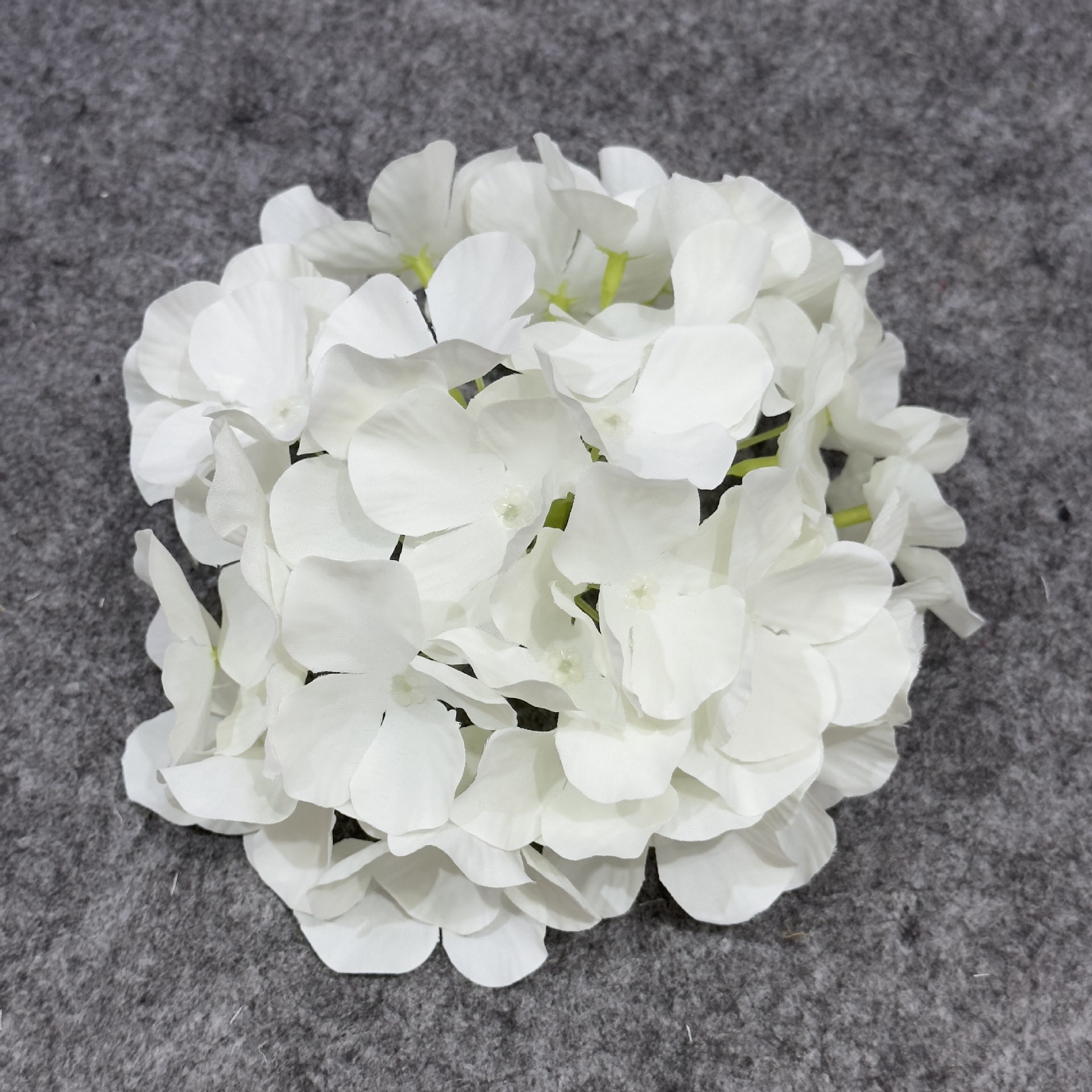 수국 꽃 머리 흰색