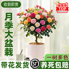 �����ǘ䘶�¼���֭�̨�����������҃���ͥԺ���@���^õ��ֲ��