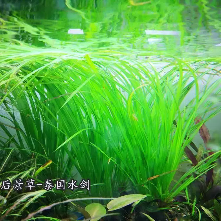 Тайландский водный меч, живая водная трава для аквариума, натуральная водная растительность для декора заднего плана