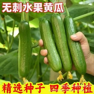 ���m�o��ˮ���S�ϷN����Ʒ�N�ļ��̨����С�ີ�S�ϷN���߲˷N��