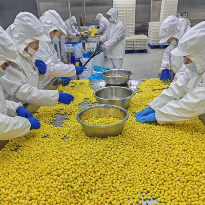 Freezing Ginkgo Ginkgo Freezing Ginkgo fruit Foreign trade Exit Qualifications Complete high quality Ginkgo Exit Japan and South Korea