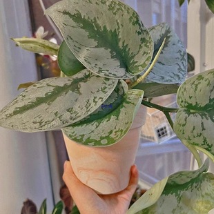 �t�լ������ˮ͸����피t�ﺣ�Ĳ��F����������Gֲ����S��С��