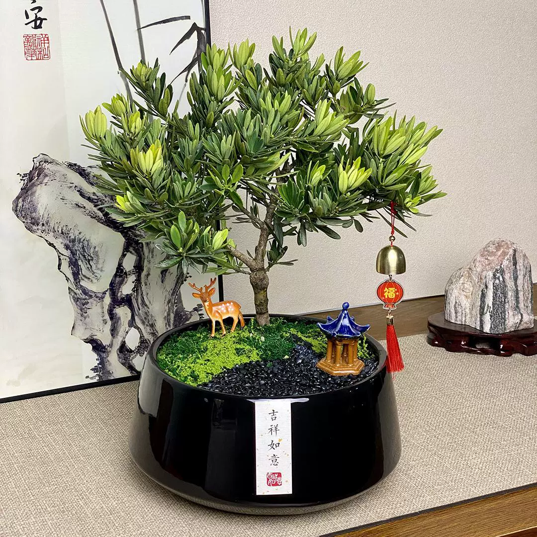 Бонсай вечнозеленого дерева, долговечное сосное растение в горшке, привлекает богатство, зеленое растение для процветания, комнатное растение на новоселье, церемония открытия, подарок для старших, элитный.