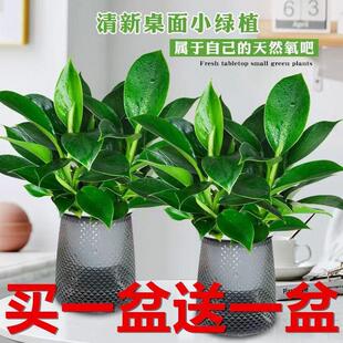 Buy One Get One Free Large Leaf Golden Diamond Green Princess Hydroponic Indoor Easy-To-Grow Green Plant Potted Plant with Gray Hydrogel Pot for All Seasons