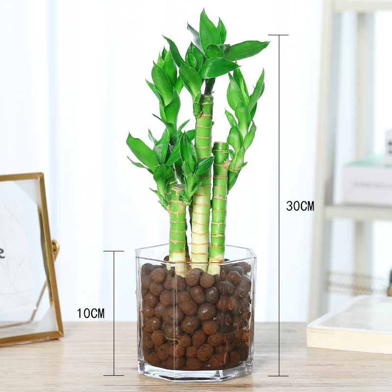 [수경재배 추천] 엄선된 연꽃대나무(원통형 유리화분)에 세람사이트 + 영양액이 함께 제공됩니다.