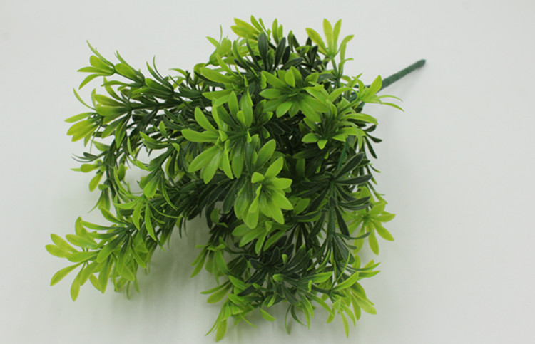 菊花草