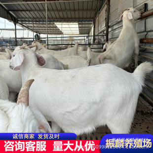 ɽ���������һֻ �����к�ɽ������ �������������