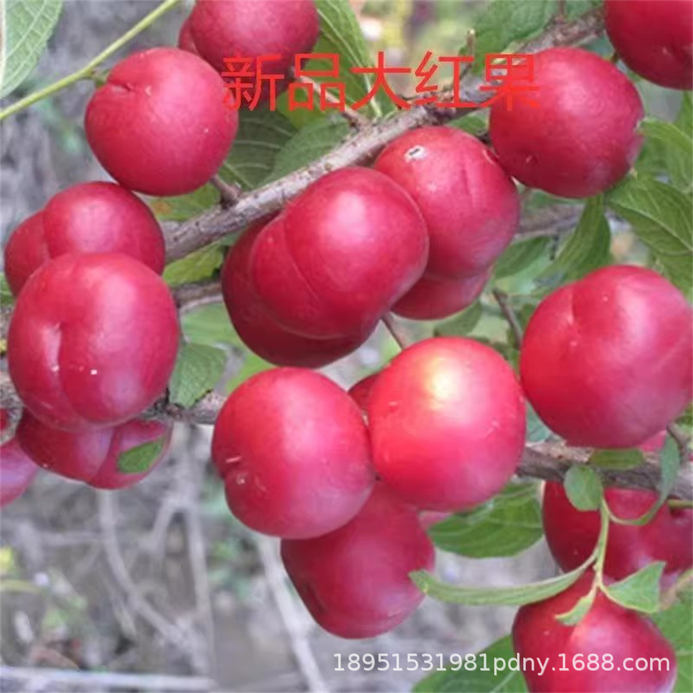 钙果苗 稀有品种 庭院盆栽地载果树苗嫁接苗 钙果树苗当年结果