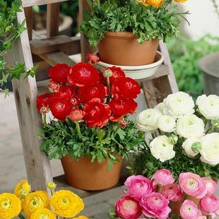 Imported Double-Flowered Buttercup Bulbs, Rhizome Roots, Foreign Peonies, Persian Buttercups, Celery Leaves, Peony Seed Seedlings