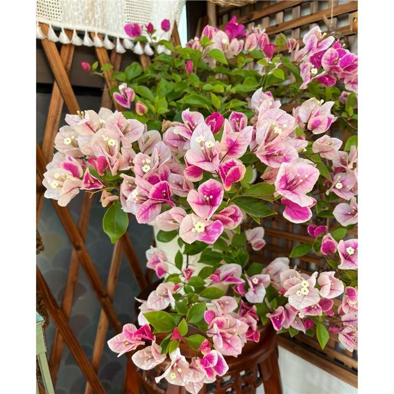 9.9勤花品种三角梅盆栽小苗庭院好养活花卉爬藤植物