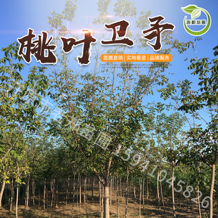 Nursery Supplies Silk Cotton Wood Street Trees Peach Leaf Arborvitae Shape Saplings Garden Hedges Shrubs Small Seedlings Large Quantity Favorably