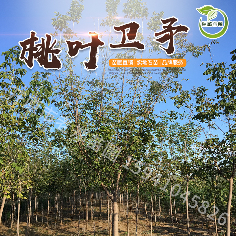 苗圃供应丝绵木行道树桃叶卫矛造型树苗园林绿篱灌丛小苗量大从优