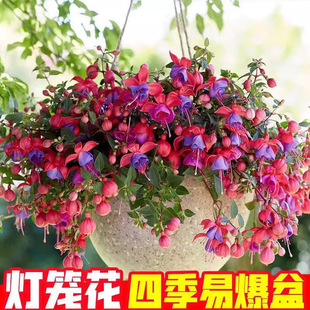 ������R���\�����N�ӵ��R���Ļ����҃��������ֲ���ļ����N����