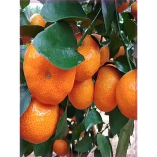 �����������o��ɳ�ǽ��Ә����˹���������ָ̘����ۘ�����