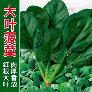Red-Rooted Large-Leaf Spinach Seeds Are Heat-Resistant and Cold-Resistant in All Seasons. Balcony Potted Vegetable Seeds Are Sown in Autumn and Overwintered