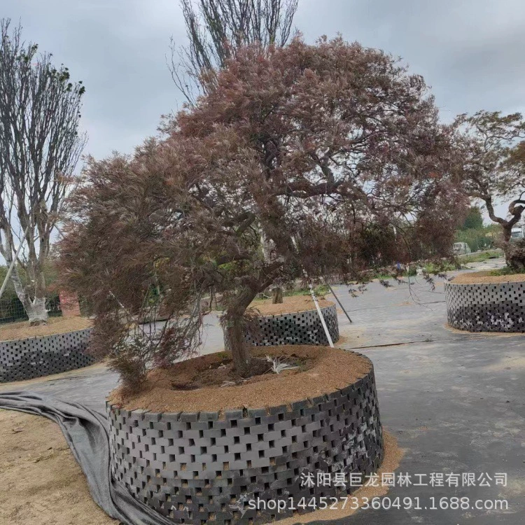 Перо кленовое красные листья проект по зеленению рассада родной перо кленовый двор зеленение перо кленовое