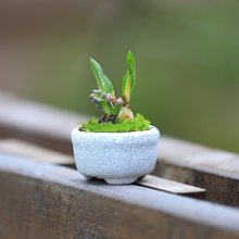桌面迷你盆栽拇指小盆景植物缟缦穗开花百合球根花卉好养微型绿植