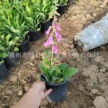 毛地黄加仑盆盆栽花卉山东花镜植物基地批发毛地黄价格毛地黄开花