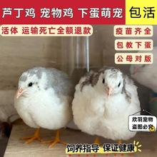 芦丁鸡网红宠物鸡下蛋成年卢丁小鸡活物德系礼服可孵化包活