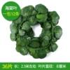 36 Big Ye Caiyin Begonia (12 packs)