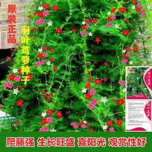 羽叶茑萝花五星花粉白红援爬藤庭院阳台遮阴盆栽四季播花卉种子籽