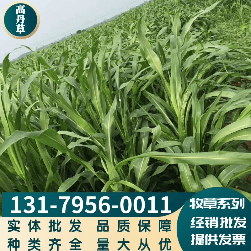 Кормовая трава Gaodan трава Семена свинья Крупный рогатый скот овцы рыба трава любят есть полное разнообразие крупных благоприятно