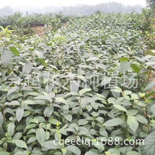 Base Wholesale Eucommia Seedlings, Various Medicinal Seedlings, Magnolia Seedlings, Various Specifications, Large Quantities, and Favorable Saplings