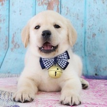 纯种拉布拉多犬幼犬活体出售拉布拉多导盲犬赛级宠物狗拉布拉多犬