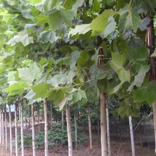 法桐树种子又名法国梧桐树三球悬铃木裂叶悬铃木落叶大乔木种子-阿里巴巴