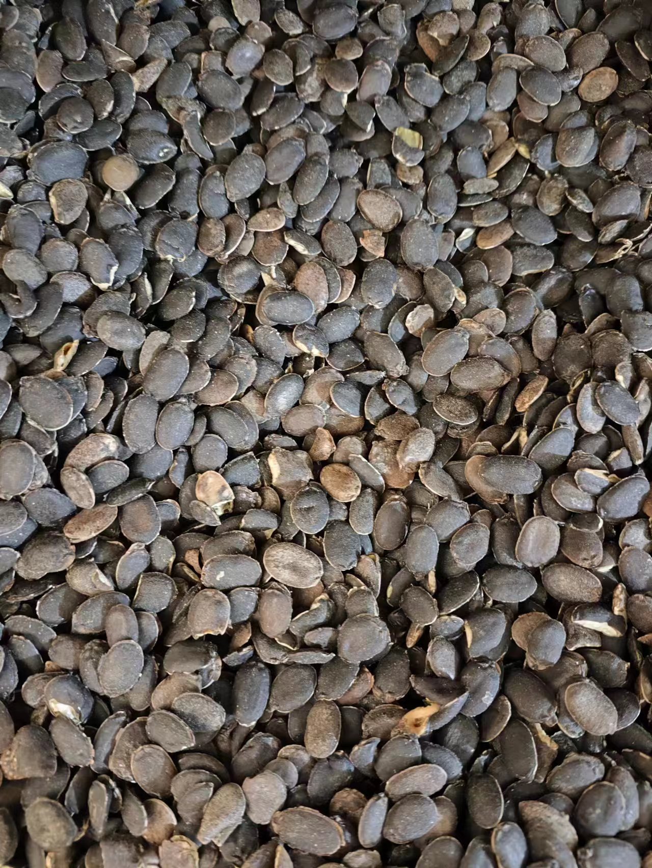 Si Gua Zi (Luffa Seed) — Dried Food Herb Seed for Tea & Soup quality and texture