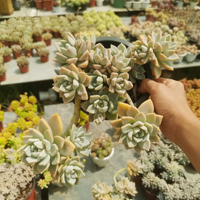 큰 보라색 안개