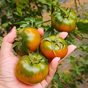 �����FƤ����5�����䵤�|��ݮ���t�����r����3��ˮ�����l���]����