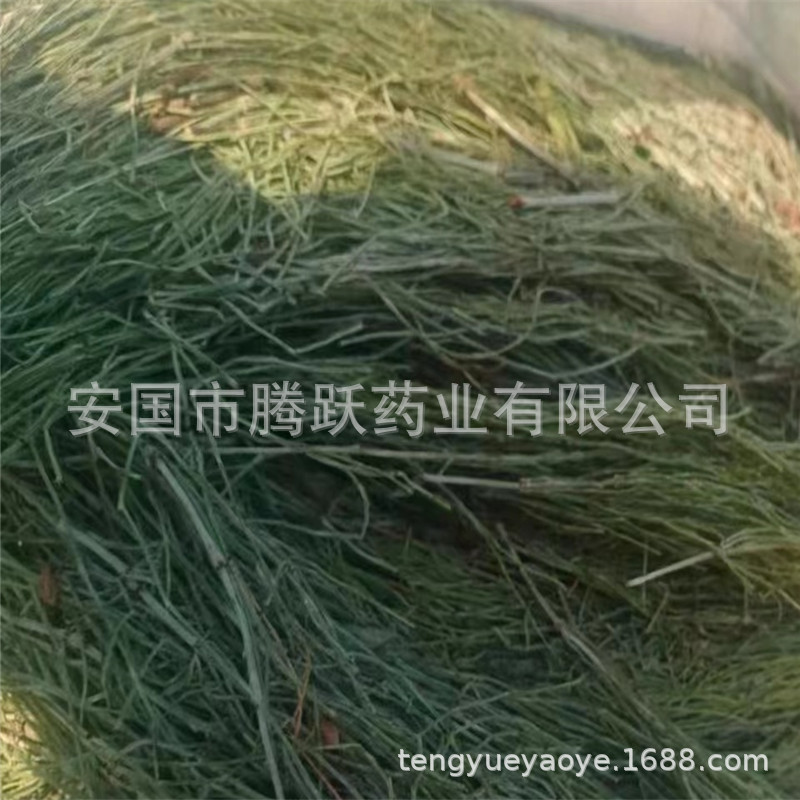 Dried Horsetail Herb Wen Jing 问荆 Whole Plant Bulk Chinese Botanical Tea Herb quality and texture