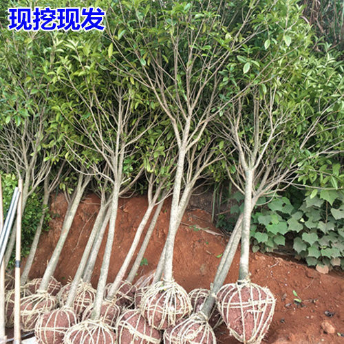 桂花树苗大树1-3公分金桂丹桂树苗征地庭院地栽盆栽浓香型花卉
