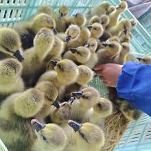 正宗大种灰鹅苗灰鹅活苗大量出壳灰鹅苗脱温灰鹅苗批发零售