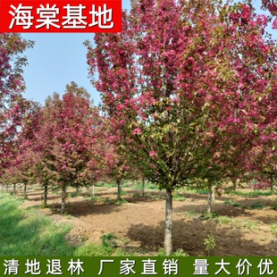 ����ֱ�N���� ���� ���z �k�� �N�� ľ�ϵȶ�Ʒ�N���Ę�