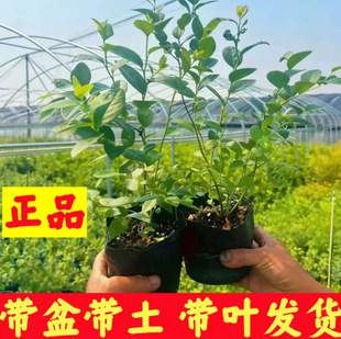 �����{ݮ����������ش�̖�����ļ��ϱ�����ώ���������҃�ֲ��