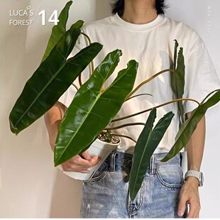 �ȱ����G�q Philodendron billietiae Croat ��ֲ���Ը߼�ֲ��