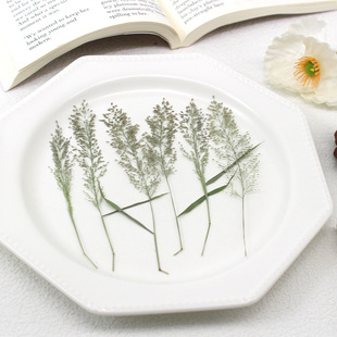 Zhifeng Grass with Branches Real Leaves Flower Embossed Dried Flowers DIY Bookmark Candle Mobile Phone Case Plant Teaching Specimen
