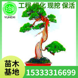 批发日本系鱼川真柏盆景 办公桌好养阳台台湾济州真柏小老桩树桩