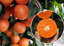 ���Ә����Դ�Ƥ��۸̽��ә��ʘ��������۽�������ˮ������