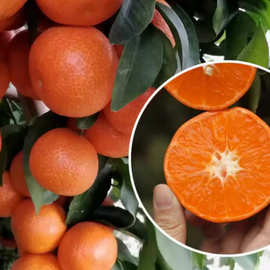 橘子树盆栽脆皮金桔柑桔子柠檬树苗柚子蜜桔葡萄柚水果果苗